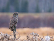 The Silent Hunter - Great Gray Owl