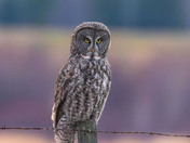 The Silent Hunter - Great Gray Owl