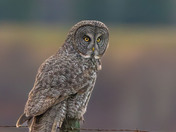 The Silent Hunter - Great Gray Owl