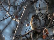 Pygmy Owl at Sunset