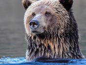 One Relaxed Grizzly Bear
