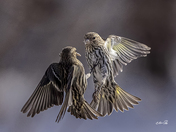 Tarins des pins/Pine Siskin