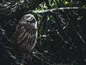 Barred Owl enjoying life