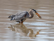 Heron reflection