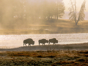 Yellowstone National Park 
