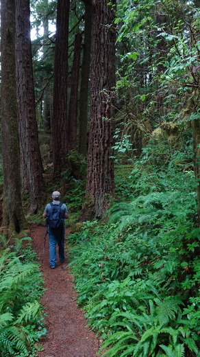 Drift Creek Falls