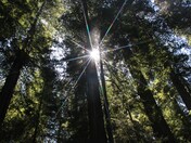 Redwoods 