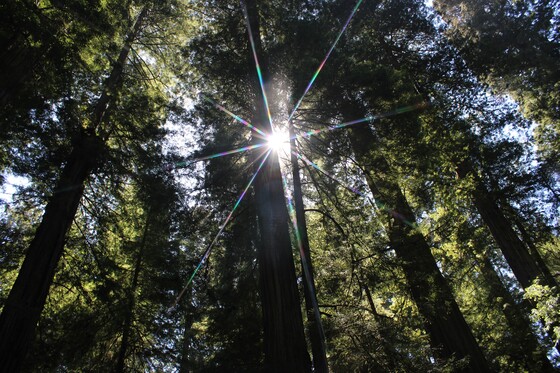 Redwoods 