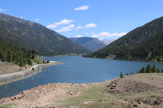 Ashley National Forest