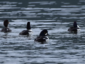 Barrow’s Golden Eye