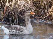 Greylag Goose in Central British Columbia