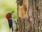 Give a Little !!! Red Headed Woodpecker and Chick!