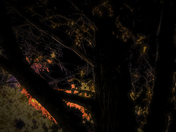 Fall Colours at night