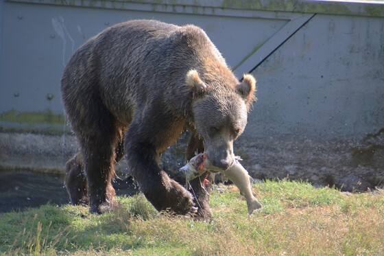 Kodiak National Wildlife Refuge