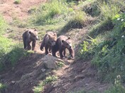 Kodiak National Wildlife Refuge
