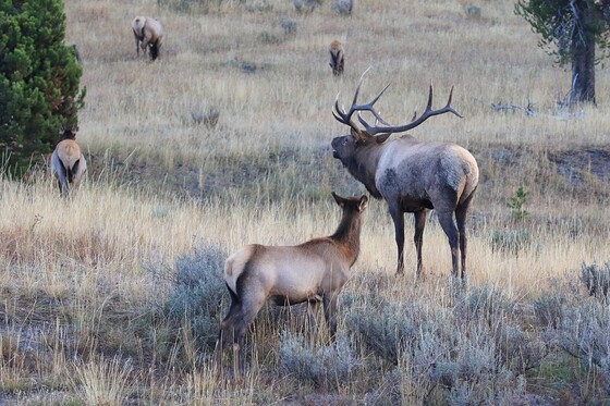 Yellowstone National Park