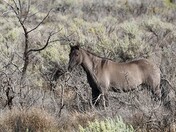 Bighorn National Recreation Area