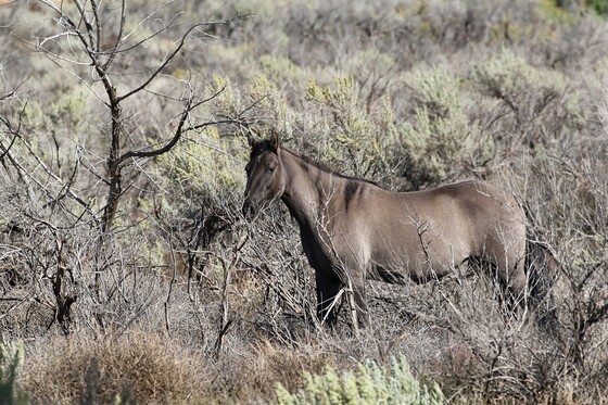Bighorn National Recreation Area