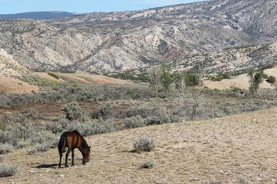 Bighorn National Recreation Area