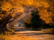 Walking through nature's golden embrace, where every step feels like poetry in motion