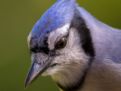 Blue Jay Portrait