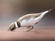 Plover diving his head in the sand 