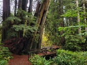 Redwood National and State Parks