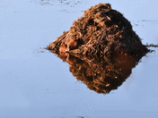 Muskrats outside their lodge