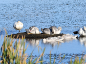 Seven Swans A Sleeping