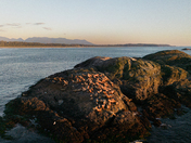 Sea Lions in Evening Light