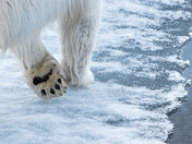 Polar Paws