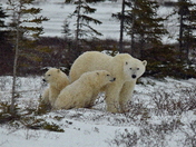 Mom and cubs