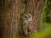 Barred owl