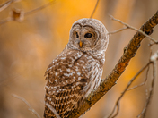 Barred owl