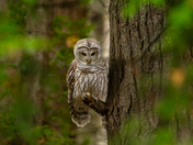 Barred owl