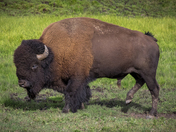 Yellowstone National Park