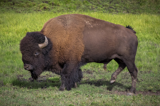 Yellowstone National Park