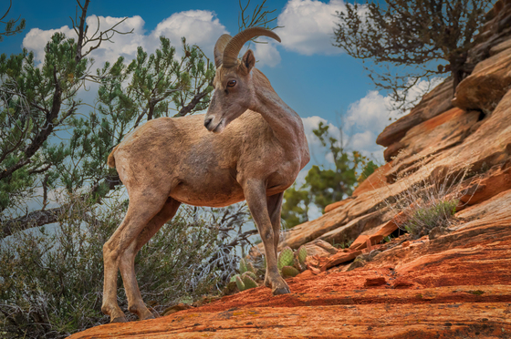 Zion National Park