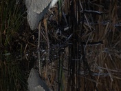 Alligator River National Wildlife Refuge