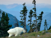 Glacier National Park