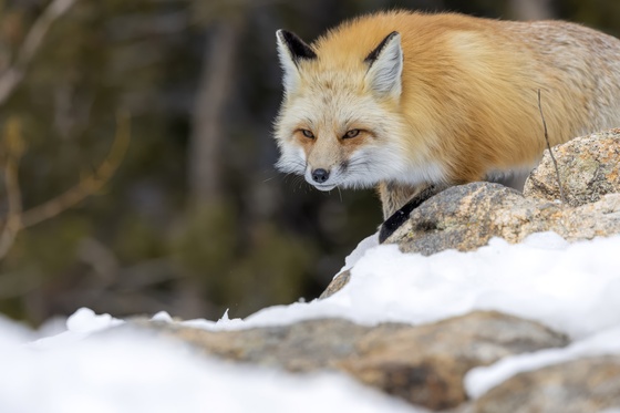 Rocky Mountain National Park