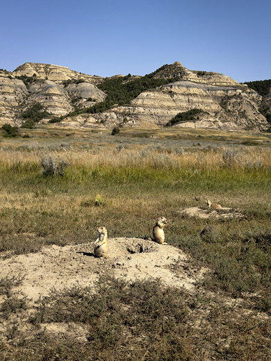 Theodore Roosevelt National Park