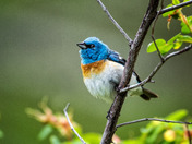 Lazuli Bunting