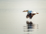 American White Pelican