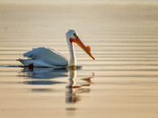American White Pelican