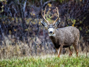 Mule Deer Buck