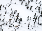 The last herd