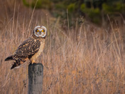 Short-eared Owl