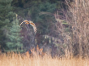 Short-eared Owl