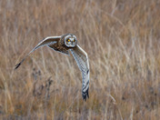 Short-eared Owl